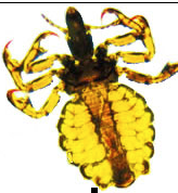 lice2